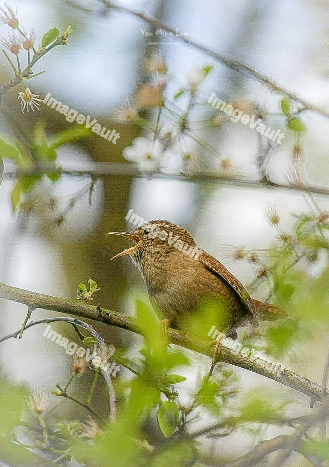 Eurasian Wren